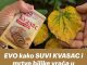 EVO kako SUVI KVASAC i mrtve biljke vraća u život! Ovo vam niko neće reći!