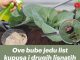Ove bube jedu list kupusa i drugih lisnatih biljaka- SPRIJEČITE ih na prirodan način