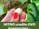 HITNO uradite OVO krastavcima – TOTALNI PREOKRET u samo 1 dan!