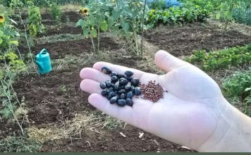 NIJE KASNO! Evo šta se sije i sadi u julu? Za berbu prije jeseni!