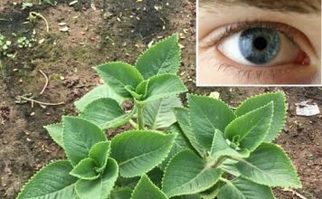 Imate li problema sa vidom? Evo kako vam ova biljka može pomoći da izoštrite vid umjesto što nosite naočare ili sočiva