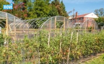 Ovo je najotrovnije povrće: Neki ga ljeti jedu svaki dan, a prska se s čak 15 različitih pesticida