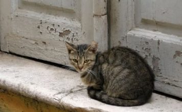 Šta znači kada tuđa mačka dođe na vaša vrata: Veruje se da jedan znak nikako ne treba ignorisati, može doneti nesreću
