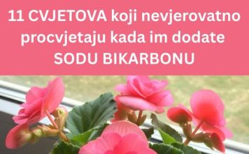 Soda bikarbona – Tajna pomoć za bujno cvjetanje 11 biljaka