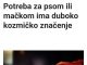Potreba za psom ili mačkom ima duboko kozmičko značenje