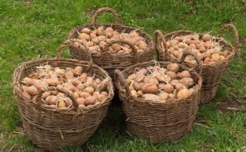 Djed ga je uvijek bacao u vreću s krompirom i trajali su do sljedeće žetve: Nijedan nije proklijao!