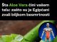 Šta Aloe Vera Radi u Vašem tijelu: Zašto su je Egipćani nazivali biljkom besmrtnosti!