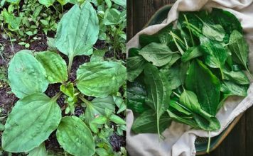 Zdravstvene koristi i upotreba širokolisne trputice (Plantago major)