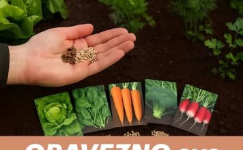 OBAVEZNO ove biljke posadi u avgustu! Ovo niste znali!