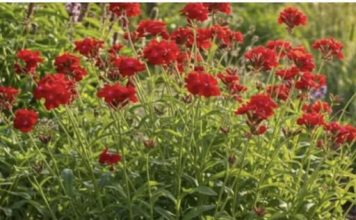 Posadite ovih 12 crvenih višegodišnjih biljaka jednom i uživajte u njihovoj lepoti godinama