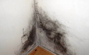 U KUĆI SE POJAVILA BUĐ I VLAGA: Ubacite Ovu Biljku U Problematičnu Prostoriju I Riješite Problem