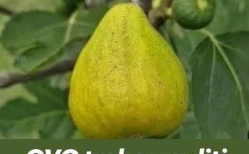 OVO treba uraditi tokom avgusta da bi dobili vrlo krupne plodove smokava