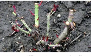 EVO vodiča kako rezati ruže na kraju sezone: Za godinu dana cvjetaće duplo više i u ogromnim cvjetovima!