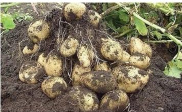 Znate li KINESKI način UZGOJA KROMPIRA? Nevjerovatna BERBA čak i u mršavim GODINAMA i to je zaista LAKO!