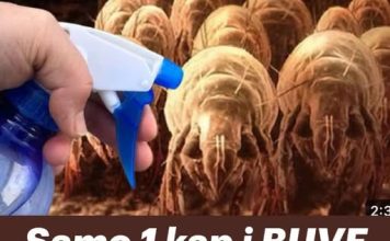 Samo 1 kap i BUVE odmah nestaju! Prirodno sredstvo za eliminisanje!