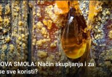 BOROVA SMOLA: Način skupljanja i za što se sve koristi?