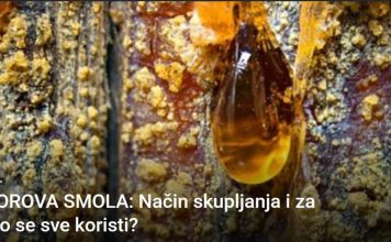 BOROVA SMOLA: Način skupljanja i za što se sve koristi?