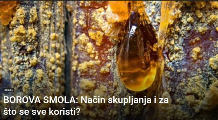 BOROVA SMOLA: Način skupljanja i za što se sve koristi?