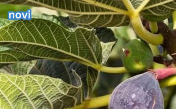 Naši stari smokvu nikada nisu sadili blizu kuće: Razlog je važan, evo o čemu se radi