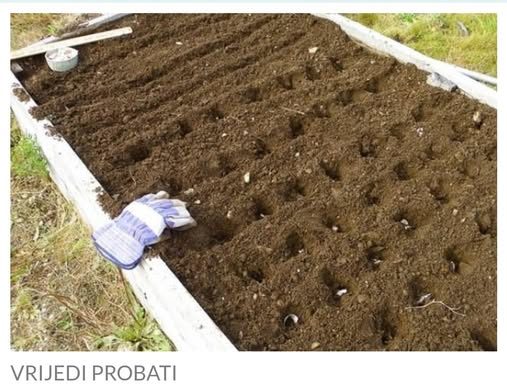 OVO POVRĆE POSADITE U OKTOBRU, IMAT ĆETE GA U IZOBILJU: Na proljeće će roditi kao u priči