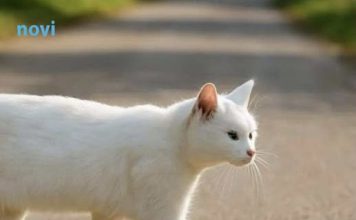 Bijela mačka vam je prešla put? Vjerovanje kaže da i to ima svoje skriveno značenje