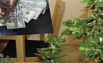 ZOVU JE ‘DRVO NOVCA’: Pogledajte gdje trebate staviti OVU BILJKU i novčanik će vam biti PUN PARA DO VRHA!