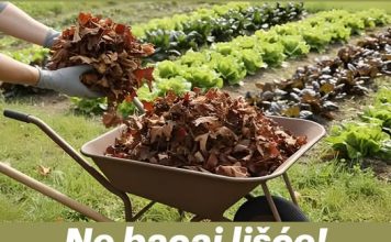 Ne bacaj lišće! Koristi ga na ovaj način – čini čuda za biljke!