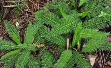 Kunica, hajdučica, STOLISNIK: Mnoge bi nedaće sebi žene prištedjele, kada bi za kunicom posegnule!