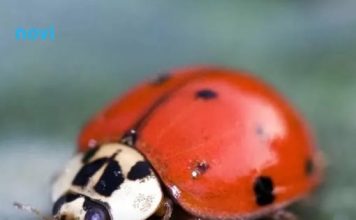 Znate li šta znači kad bubamara sleti na vas: Evo šta vas čeka