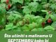 Šta učiniti s malinama U SEPTEMBRU kako bi grmovi bili puni uroda za godinu dana: Sakupit ćete PUNO krupnih bobica!