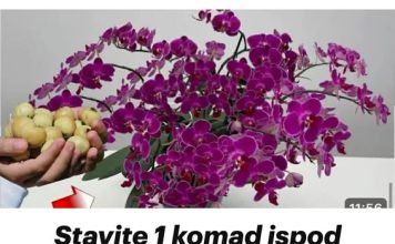 Stavite 1 komad ispod orhideje! Odjednom će se pojaviti 100 grana i cvjetati tokom CIJELE GODINE
