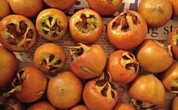 Znate li kako se zove ovo voće? Čuva zdravlje mozga, pomaže kod anemije, jača imunitet