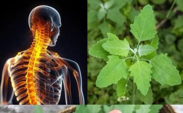 JANJEĆE ČETVRTINE (DIVLJI ŠPINAT) podcijenjena superhrana prepuna hranljivih tvari i izuzetnih koristi za zdravlje!