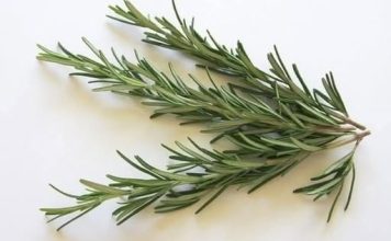 Svemogući ruzmarin – Koristite ga na ovaj način i uklonite sve probleme koje imate!