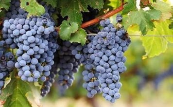 HLADNO CIJEĐENI SOK OD GROŽĐA, BEZ KONZERVANSA: Ovaj domaći napitak je čisto zdravlje!