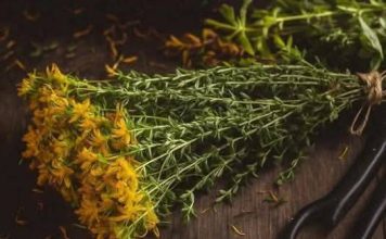 PROTIV NAPADA STRAHA I STRESA: Ne zaboravite da sljedeće biljke mogu pobijediti anksioznost, strah i stres…