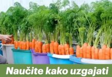 Naučite kako uzgajati MRKVU u običnoj kanti i nikada je više ne morate kupovati: EVO postupka!