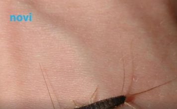 Ako ste u kući ugledali ovu bubu to je znak da u kući postoji ozbiljan problem