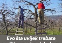 Evo šta uvijek trebate raditi sa svojom jabukom u jesen: U suprotnom, žetva će sljedeće godine biti loša!