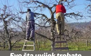 Evo šta uvijek trebate raditi sa svojom jabukom u jesen: U suprotnom, žetva će sljedeće godine biti loša!