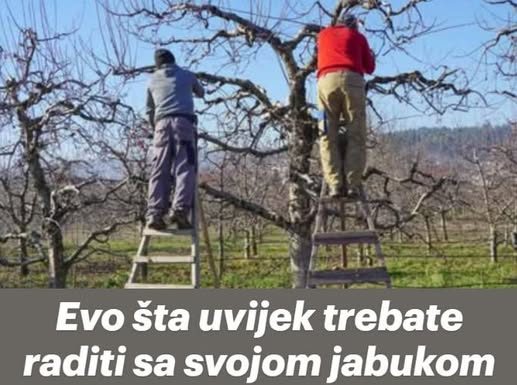 Evo šta uvijek trebate raditi sa svojom jabukom u jesen: U suprotnom, žetva će sljedeće godine biti loša!