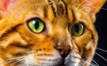 OSOBE koje imaju mačku su sretnije – Evo ZAŠTO je mačka savršen kućni ljubimac