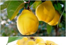 RADIKALNO ČISTI PLUĆA i umiruje kašalj, sadrži DUPLO više vitamina C od limuna: Ovo je najzdravija VOĆKA na svijetu