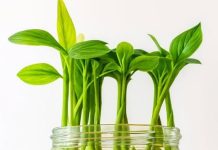 Uzgoj đumbira u čaši – najlakši način