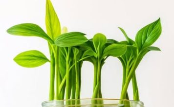 Uzgoj đumbira u čaši – najlakši način