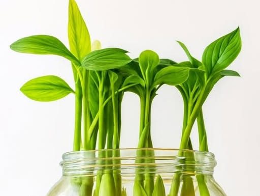 Uzgoj đumbira u čaši – najlakši način