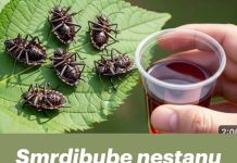 Smrdibube nestanu za 1 minutu! OVO je jače od tone otrova…
