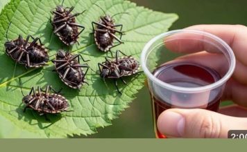 Smrdibube nestanu za 1 minutu! OVO je jače od tone otrova…