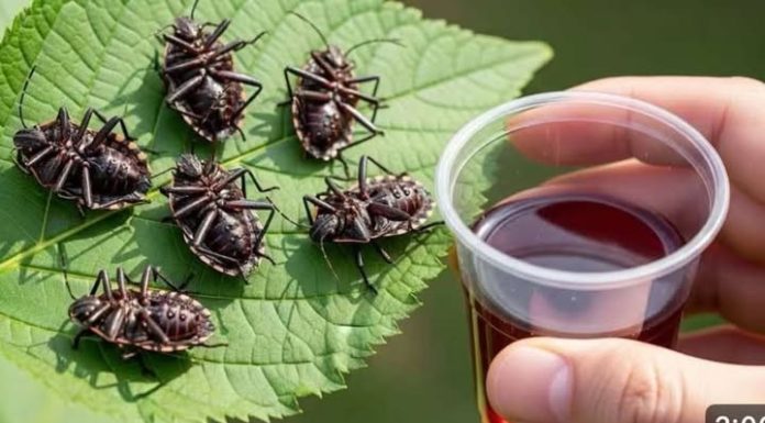 Smrdibube nestanu za 1 minutu! OVO je jače od tone otrova…