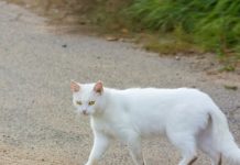 Šta znači kad vam bela mačka pređe put: Veruje se da ima skrivenu poruku